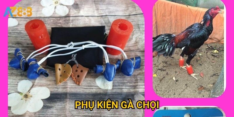 Phụ kiện gà chọi Azbet88 có đủ cho dân chơi chuyên nghiệp?